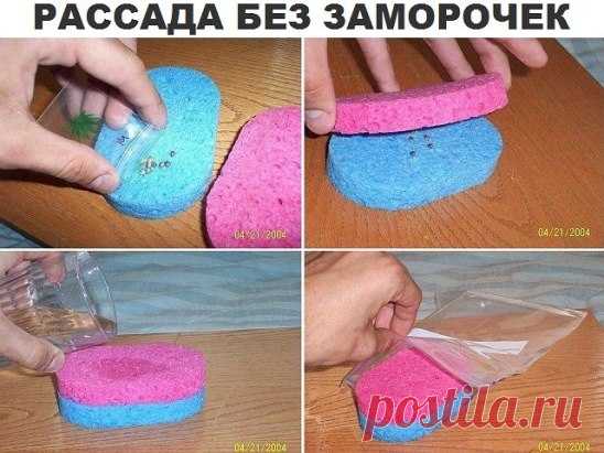 рассада без заморочки