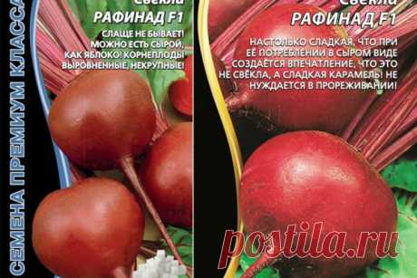 Свекла Рафинад: описание сорта, фото, отзывы, характеристика, достоинства и недостатки, особенности выращивания, урожайность