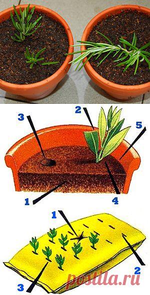 Размножение растений черенками. Общие правила черенкования.
