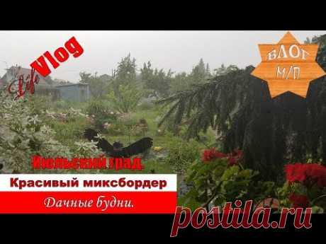 Июльский град. Красивый миксбордер в питомнике. Дачные будни.