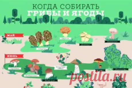 Когда собирать шампиньоны, а когда – опята. Расписание лесного урожая - АиФ Кухня - медиаплатформа МирТесен и портал Я лью на шампиньоны не жалея лемонграсса.