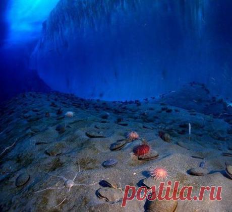 Уникальное видео, как выглядит Антарктика подо льдом