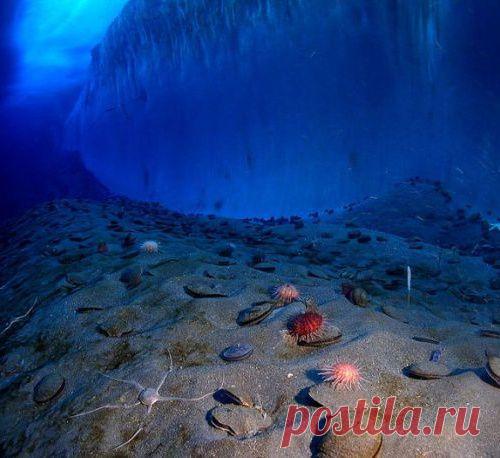 Уникальное видео, как выглядит Антарктика подо льдом