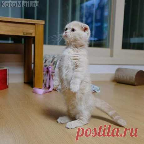 Хозяин, кофе... Когда будем пить?!