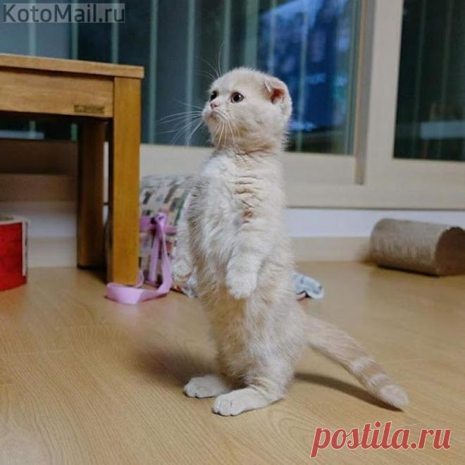 Хозяин, кофе... Когда будем пить?!