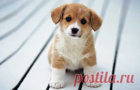 Симпатичные собаки Обои - Tabify.io