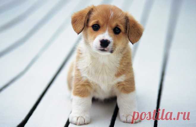 Симпатичные собаки Обои - Tabify.io