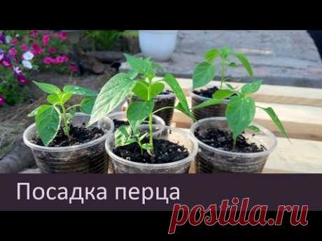 Как посадить декоративной перец кипятком?