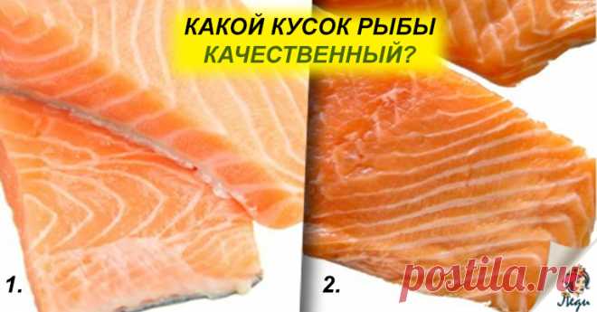 Как правильно выбрать красную рыбу? Секрет свежих продуктов! Эта статья раскроет вам несколько нюансов выбора и использования красной рыбы. Лососевые породы делают стол богаче и хороши в любом виде. Не стоит забывать и о полезных свойствах, источником которых является красная рыба. Но при выборе такой рыбы возникает достаточное количество вопросов и сомнений. Давайте обо всем по порядку. Что за рыба такая — ЛОСОСЬ? …