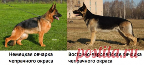 Чем отличается немецкая овчарка от восточноевропейской?
