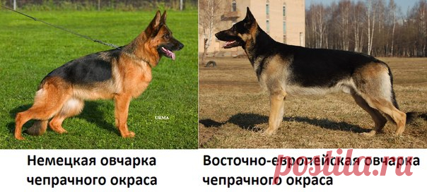Чем отличается немецкая овчарка от восточноевропейской?