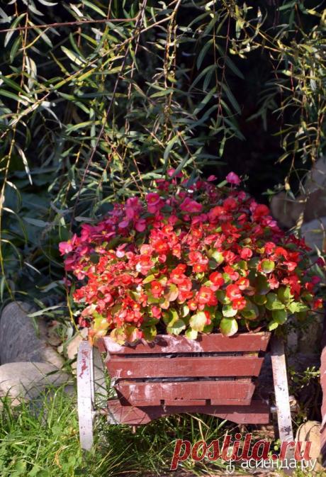 Бегония -эксперементы с черенкованием.: Группа Практикум садовода и огородника