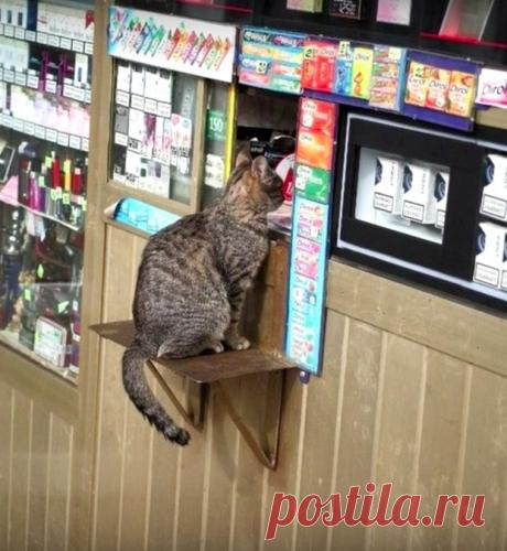 Сильные приколы с котами: новейшая подборка | Журнал Cosmopolitan