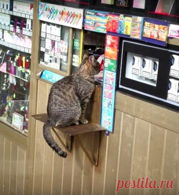 Сильные приколы с котами: новейшая подборка | Журнал Cosmopolitan