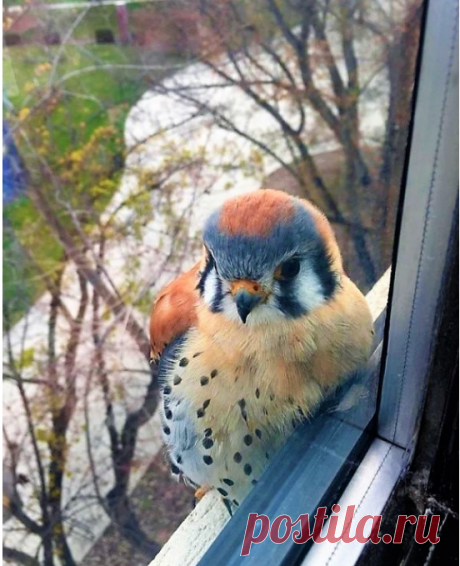 Пустельга!   Какая красавица!