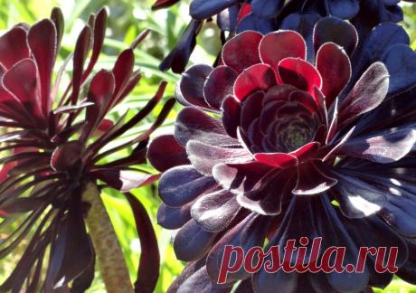 danger garden: Marion Jarvie’s Garden