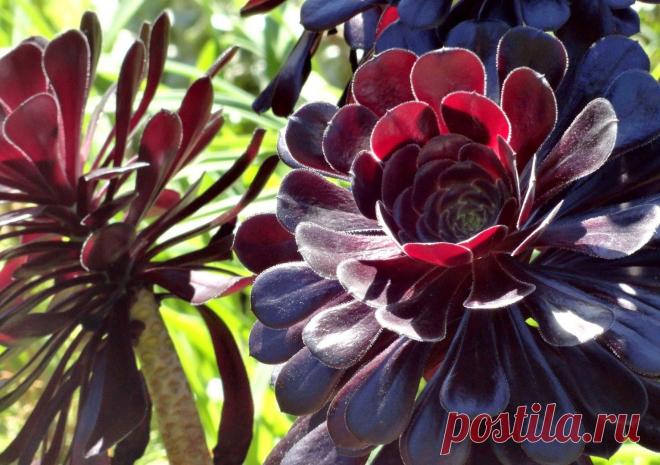 danger garden: Marion Jarvie’s Garden