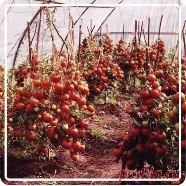 Руки...Откуда надо!