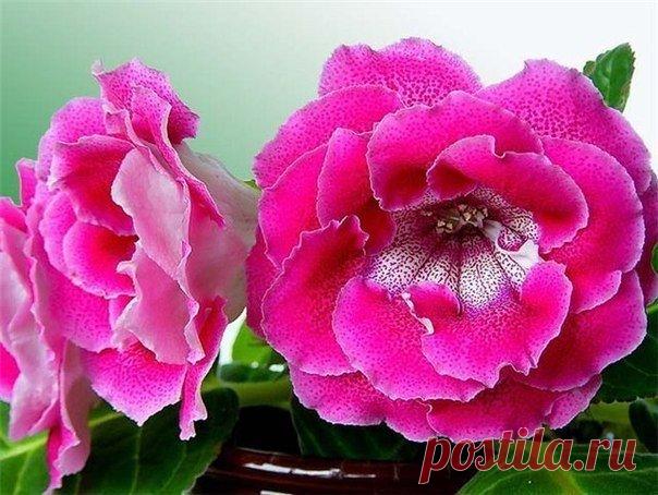 Женские Секреты | Семья | Рецепты | Кулинария | ВКонтакте