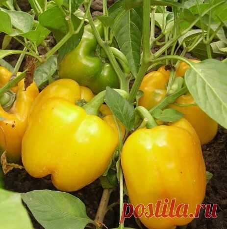 Чтобы перцы не подкачали и дали огромный урожай.