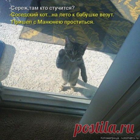 Прикольная котомашка на выходной | Приколисты