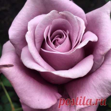 Моя красавица