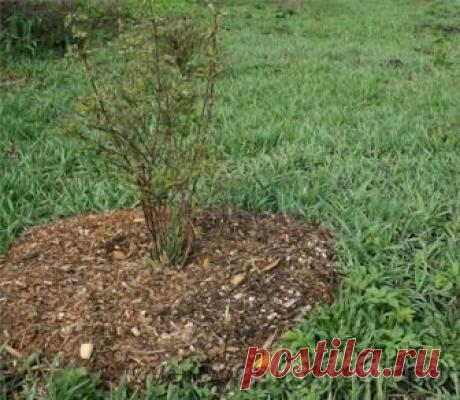Как нельзя мульчировать грядки осенью? | садоёж | Яндекс Дзен