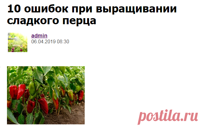 10 ошибок при выращивании сладкого перца - Садоводка