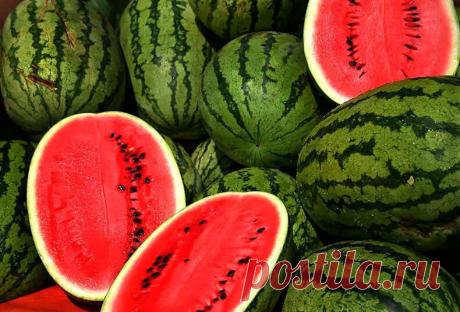 5 хитростей для богатого урожая бахчи