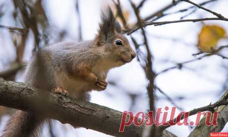Фото: "Скажи мне, князь, не знаешь ты, Кто там в малиновом берете С послом испанским говорит?». Фотограф Владимир Безбородов. Фото животных - Фотосайт Расфокус.ру