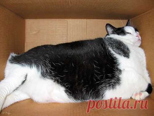 Толстые коты - Фото - Фотоальбомы - Котомания
