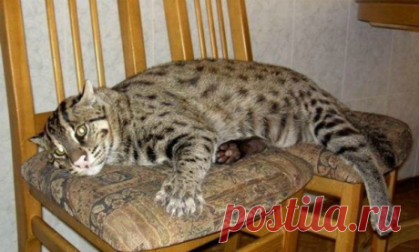 Камышовая кошка - описание породы