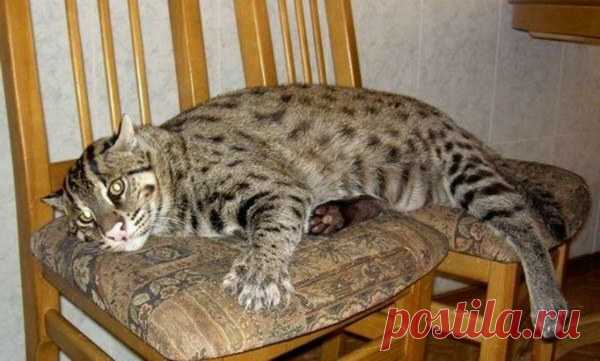 Камышовая кошка - описание породы