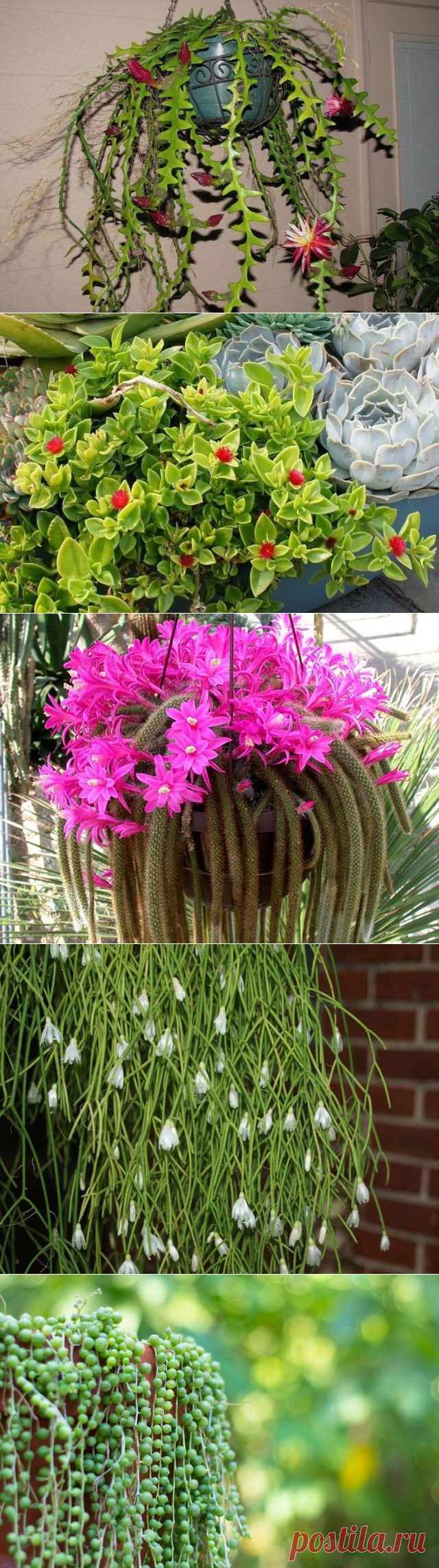 10 лучших ампельных суккулентов. Названия, описания, фото — Ботаничка.ru