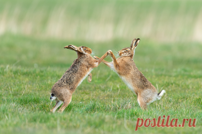 Comedy Wildlife Photo Awards 2019: животные, которые станут мемами — Российское фото