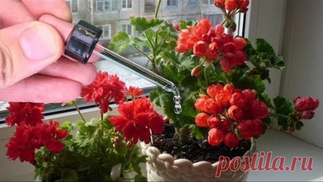 Капаю Под Все Цветы в Ноябре - Вмиг Прут Во Всю и Зацветают Как Сумасшедшие!