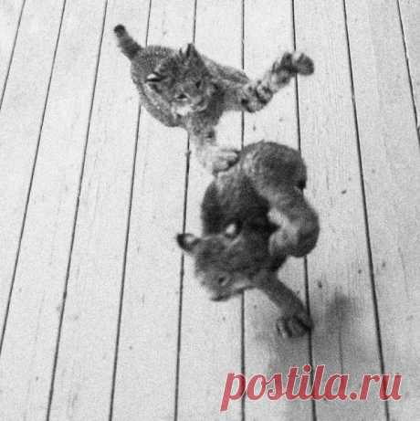 К жителю Аляски «пришел в гости» целый выводок рысей