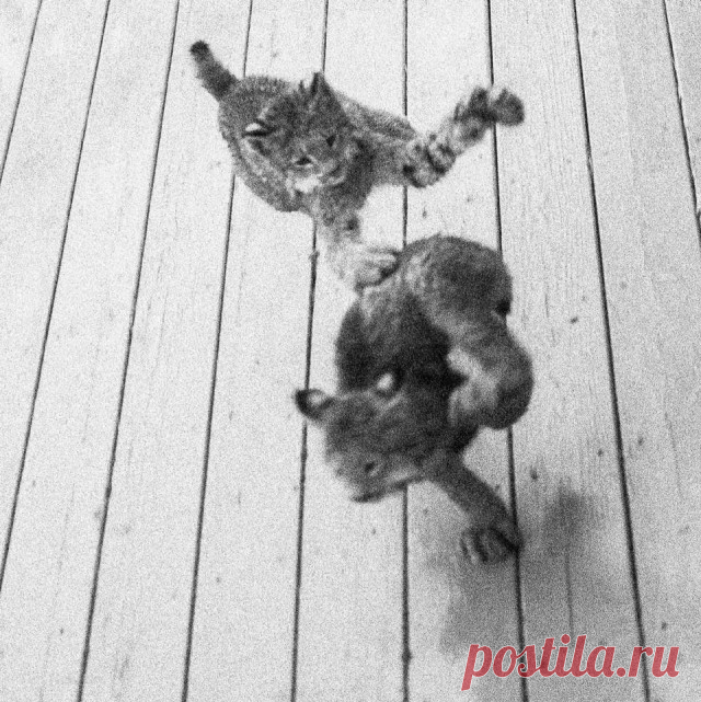 К жителю Аляски «пришел в гости» целый выводок рысей