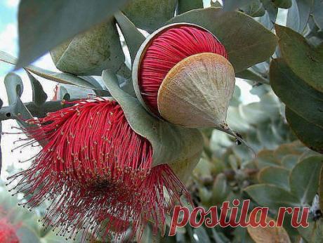 Так цветёт эвкалипт... ПОТРЯСАЮЩЕ!!! Первый раз такое вижу