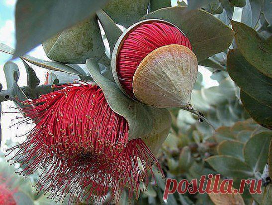 Так цветёт эвкалипт... ПОТРЯСАЮЩЕ!!! Первый раз такое вижу