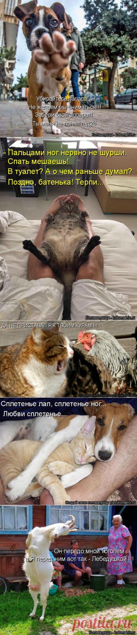 Свежая котоматрица прямо с утра