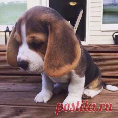 Ушастик