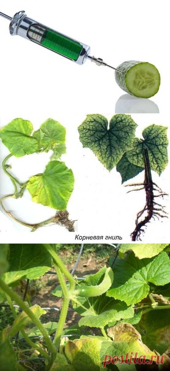 "Скорая помощь" для огурцов: профилактика и лечение болезней / огурцы / 7dach.ru