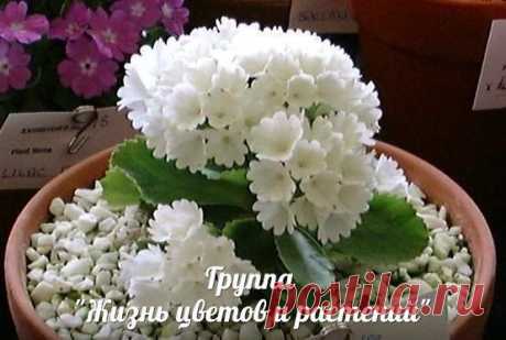 Новости.Примулы.