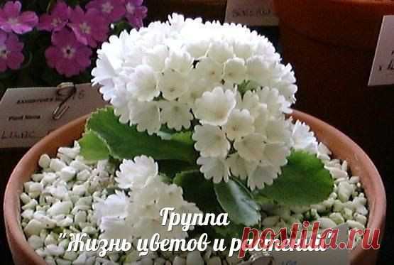 Новости.Примулы.