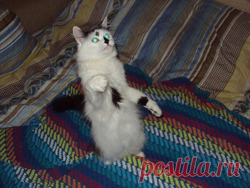 ☑ Зацепило? Добавляйся !☚(ړײ)✌ – Марина Фалалеева (Чернышева) добавила фотографию в  ПЕСЕННИК. Ставим картинку, а в...