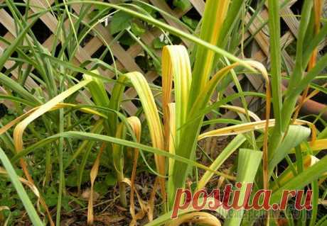 Почему желтеет чеснок и что с этим делать