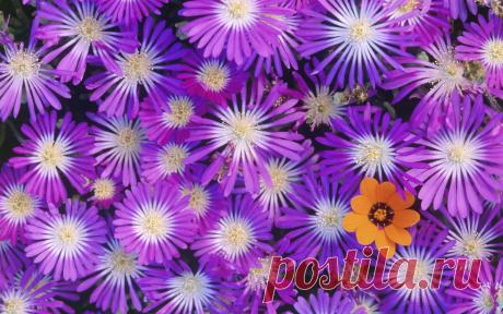 картинки цветов красивые - 464 тыс. картинок. Поиск@Mail.Ru