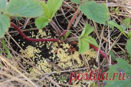 Пшено от муравьёв: экологичный метод избавиться от надоедливых насекомых