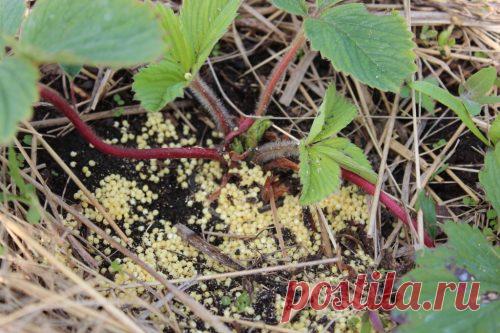 Пшено от муравьёв: экологичный метод избавиться от надоедливых насекомых